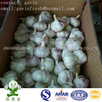 Hot Selling Fresh Normal White Garlic Size 5.0cm